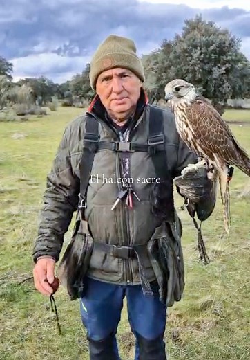 Cetreria Ibérica on TikTok