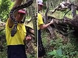 Andrew releases the giant python back into the bush