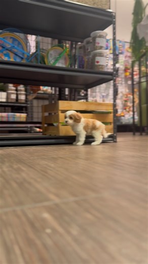 Soooo cute! 😍 #cavapoo | Ö'Spot - Refuge/Animalerie/Toilettage/Boutique