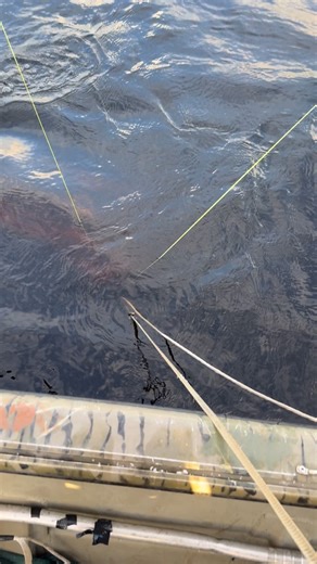 5.8K views · 6.9K reactions | It’s been action packed here at @swampaddictoutdoors and we have been working overtime to get our hunters on extra special alligators!! #giants #trophyhunting #alligator #hunting #florida #tistheseason #cantstopwontstop #publicland #publiclandhunting #guidelife #guidedhunts #myhappyplace #getoutdoors #overtime #goodtimes | Swamp Addict Outdoors | Facebook