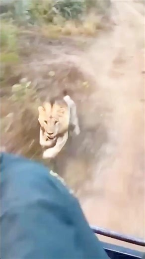 Angry Lion Charges Tourist Vehicle | Intense Safari Moment | #wildlife travel #kenya #tanzania