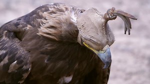 Free stock video - Golden eagle wearing hood