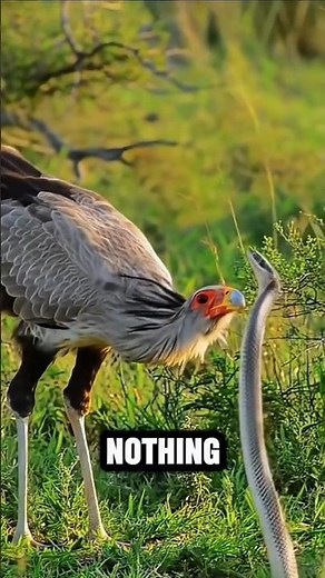 The Secretary Bird vs Black Mamba