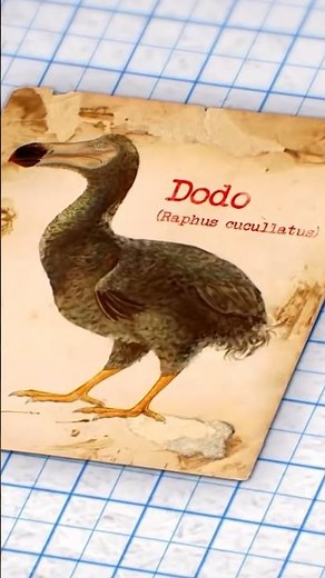 How The Dodo Went Extinct