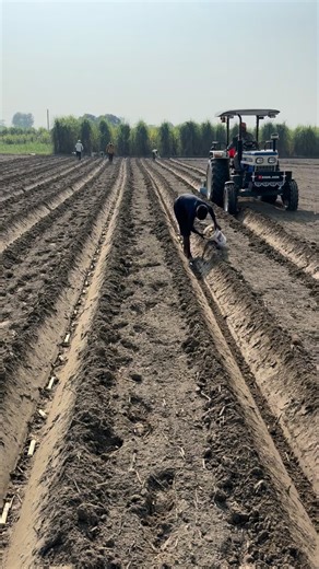 Simranjeet singh-kisan Adda | Single bud planting of sugarcane | Instagram
