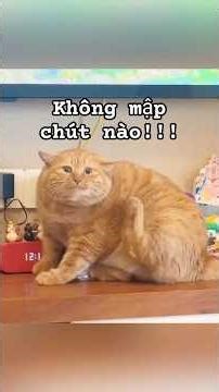 Fat Cats Funny #xuhuongyoutube