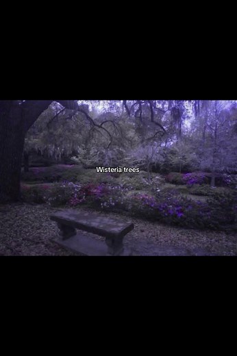 Wisteria Tree Care and Maintenance Tips