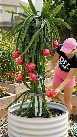 How to Grow Massive Dragon Fruits in Pots! 🌵 (Cuttings to Harvest)