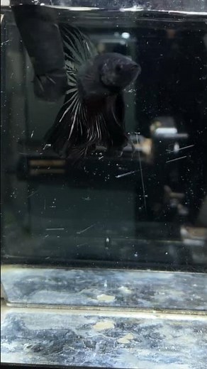 Cute betta fish Guide#BettaFish #FishCare #AquariumTips #BeginnerGuide