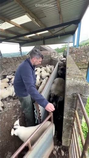 Sheep Tried to Trick the Shepherd🐑