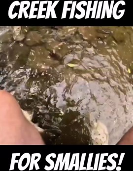 Creek Fishing For Smallmouth Bass shorts creekfishing bassfishing