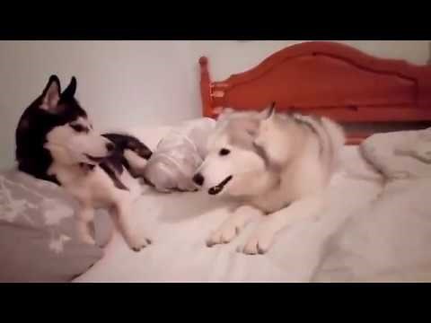 Husky Argument