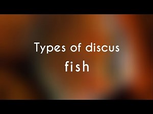 Types of Discus Fish