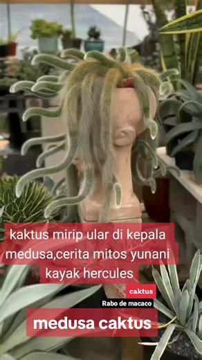 Medusa Cactus: Monkey Tail, Snake-Like, and Mythical Tales