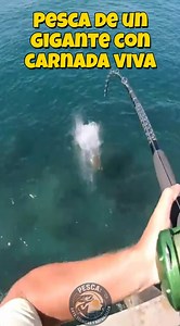 873K views · 16K reactions | Pesca de un gigante con carnada viva #fishinglife #NatureEscape | Pesca: Arte, Técnicas y Naturaleza | Facebook