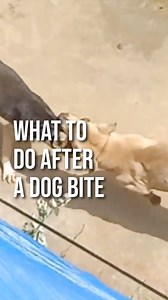 13K views · 96 reactions | What to do, if your dog is attacked by another dog. #dogattacks #k #dog #dogattack #dogtraining #protectiondog #dogs #animals #doberman #dogtrainer #unit #nature #wildlife #animalpic #animalfun #animalkingdom #wildtiger #animaloftheday #animais #wildlifephotography #instaplanetaselvagem #animalelite #doglovers #animal #petclips #dogbites #wildlifeconsevation #wildlifefreak #animaladdicts #magic | Jonathan Cox | Facebook
