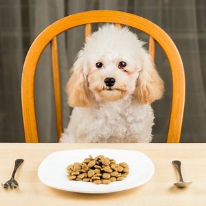 Why Is My Poodle Not Eating? Common Causes & What to Do