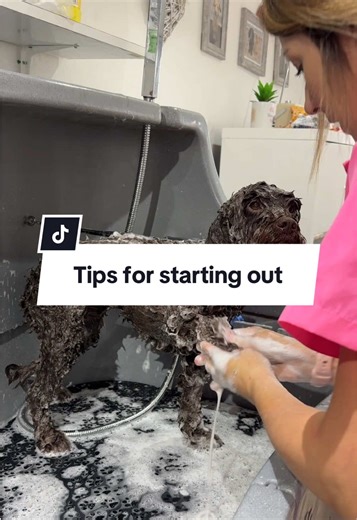 Replying to @Cathy Payne some tips for if you’re just starting out as a dog groomer! Invest in Wahl tools and save 10% using code christina10 on the Wahl website ✨ #doggrooming #doggroomer #gifted @Wahl Animal Uk AD
