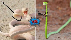 5.4K views · 92 reactions | Big vs Little snake | Mabs Gaming | Facebook