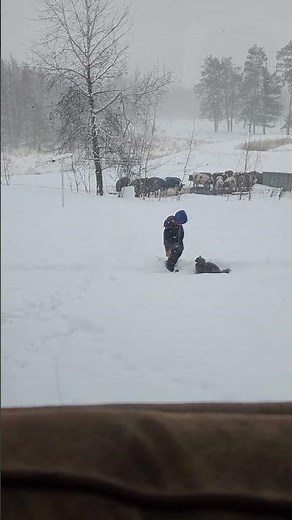 Jason and the cat playing while the cows venture out for a drink in the snow.