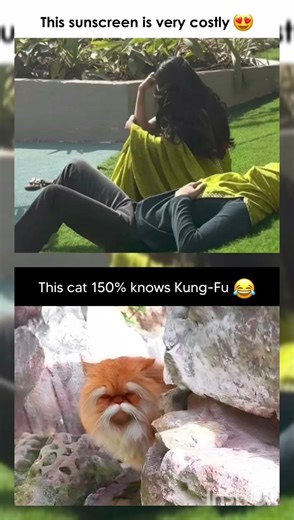 Daily bat-memes #memes #dancehall #funny #music #parody #reggae #answer