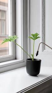 Slik tar du stiklinger av pelargonia! 🪴 Velg et side- eller toppskudd som ikke blomstrer. ✂️ Klipp av stiklingen rett overfor et bladpar, og klipp deretter toppen av stiklingen rett under et bladpar. 💧 Plasser stiklingen i en mindre potte med såjord, og hold den fuktig (ikke våt). | GARDENA