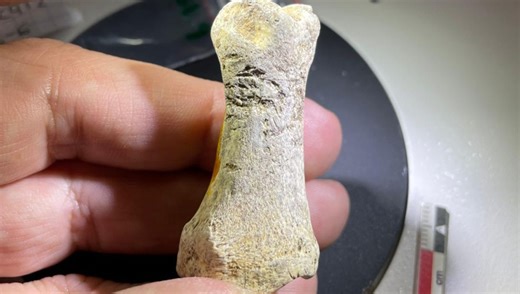 Neanderthals In France Made Tools From Rhino Bones And Horse Teeth 200,000 Years Ago