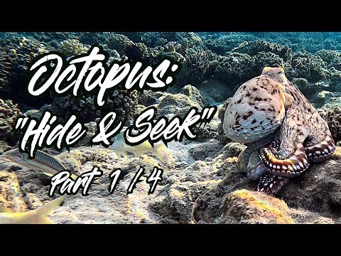 Octopus 🐙: Playing "Hide and Seek" - Part 1 / 4