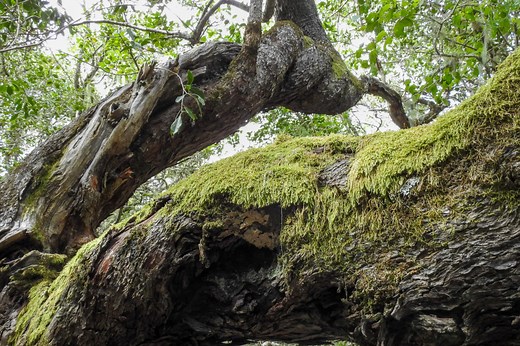 What is an Autotroph, and How Does It Work?