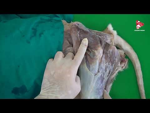 Muscles of the Hip Joint - Rump Muscles in the Dog