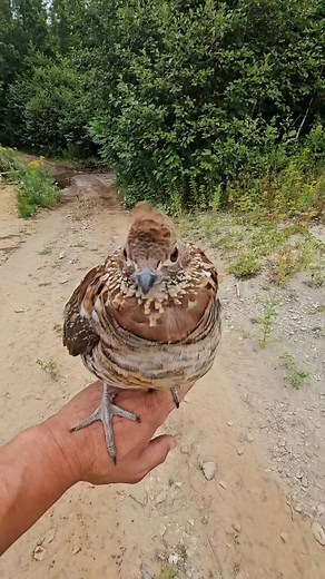 91K views · 1.5K reactions | il y a de la compétition Part 6 | Eric Labelle | Facebook