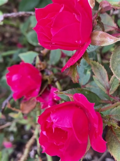 Blooming Red Roses | Nature Relaxation Flower #Roses #BloomingFlowers #HealingNature #RelaxingVideo