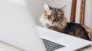 Dumb computer screen gets in the way of cat scratch