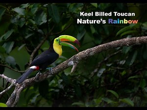 Keel-Billed Toucans: Nature's Rainbow in Costa Rica