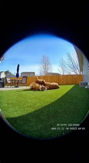 Corgis Playing With a LION in Backyard!