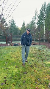  Fruit Tree Pruning by Green Grounds Landscaping & Construction ...