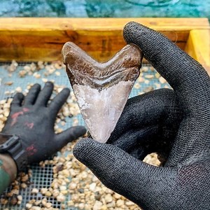 Megalodon Shark Tooth Found Worth Thousands! 🤑 | D ALL MY D