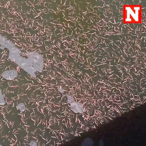 192K views · 180 reactions | Video of sea worms with "hook-like jaws" in a harbor in South Carolina is definitely a terrifying sight to see. The worms, known as clamworms, appear in the area every spring, and have jaws strong enough to tear through human skin. Credit: South Carolina Department of Natural Resources/Storyful Full article: https://www.newsweek.com/predatory-sea-worms-hook-like-jaws-swarm-south-carolina-coast-1586580 | Newsweek | Facebook
