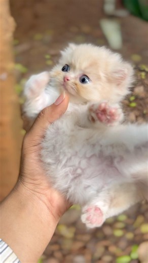 Tiny Persian Kitten🐈🎀| Cute Satisfying Cat Video