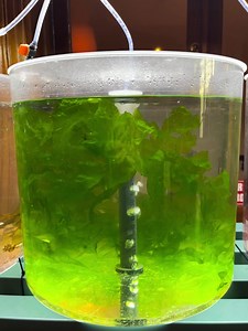 Brown, green, red. Micro or macro. Food source, ingredient in cosmetics, base for alternative to plastic, textile fiber, and so much more. What are we taking about? Mais we are talking about algae, bien sûr! Follow the EU Algae Awareness Summit today, to discover the algae revolution  https://shorturl.at/suxBX #algae #seaweed #seaweedart #seaweedfarming #microalgae #maisondelocean | EU Maritime & Fish | Facebook