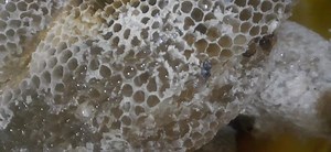 Apis Florea Small bee's Honey Comsb Direct from Mountains . Order now 3800 RS per kg 0300 9286240 | HoneyHunters