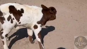 21 reactions · 3 comments | Belgian Blue Heifer @ Sherdil SHERDIL CATTLE, REMEMBER THE NAME爐 | SHERDIL Cattle | Facebook