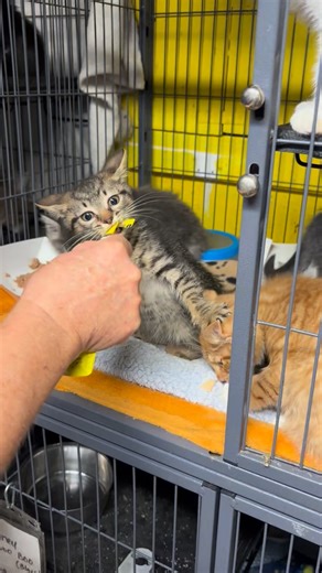 INABA Premium Cat & Dog Treats Churus are a favorite of our kitties! Please enjoy Sparrow (Tabby) trying to keep his brother Falcon (orange) away from his treat!!! 😤✋ | Raining Cats and Dogs Shelter and Sanctuary, Inc.