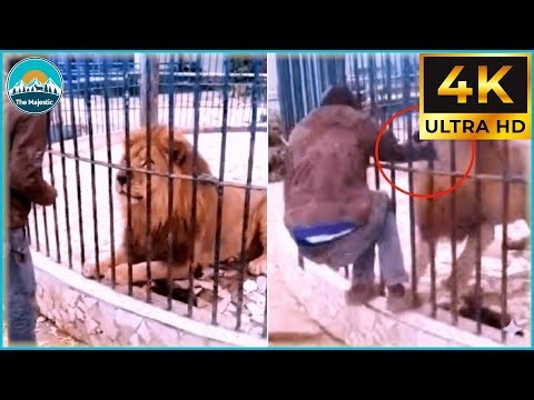 40 Most Brutal Animal Attacks Caught on Camera | WildLife Attacks #72