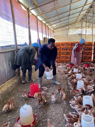 Nina chicken Farm on TikTok