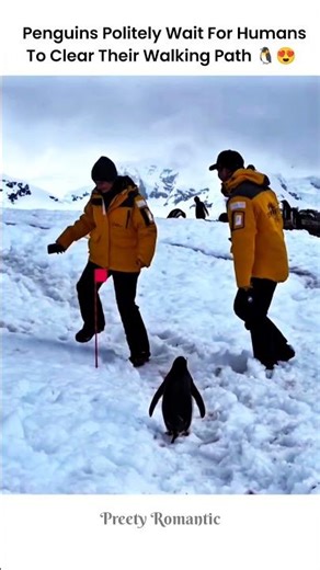Even penguins have best manners🐧😂🤍 #shorts