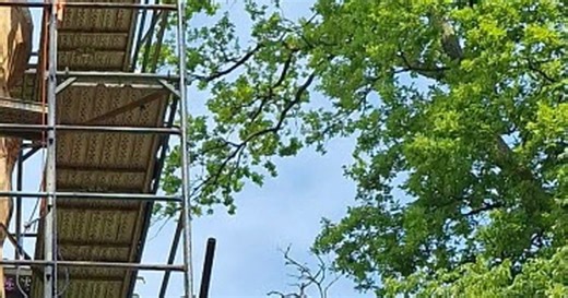 Château-Voué. Le Chêne du roi est mort, vive le Chêne du roi !