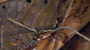 Slow motion of Army Ants (Eciton sp.) raiding hymenopteran larvae on the rainforest floor in the Ecuadorian Amazon. A symbiotic staphylinid beetle (Vatesus sp.) is running with the ants.