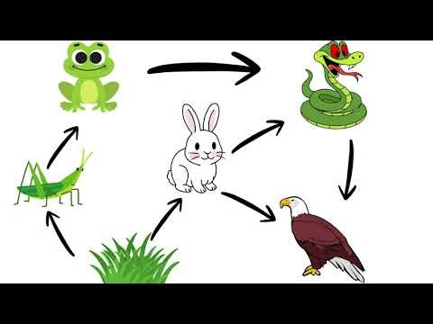 Food Web Example