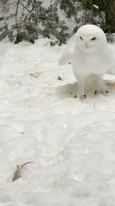 Snowy Owls are distributed throughout the Arctic regions of North America and the Palearctic, breeding mostly in the tundra. They are one of the largest owls in the world, and have the most northern breeding and wintering distribution of any owl species. The Snowy Owl is believed to be one of the oldest bird species recognized in prehistoric cave art! 🦉 ❄️ Source: Birdsoftheworld.org Symbolically adopt LaGuardia, our Snowy Owl, during the month of February and get the $50 Adopt Package for only